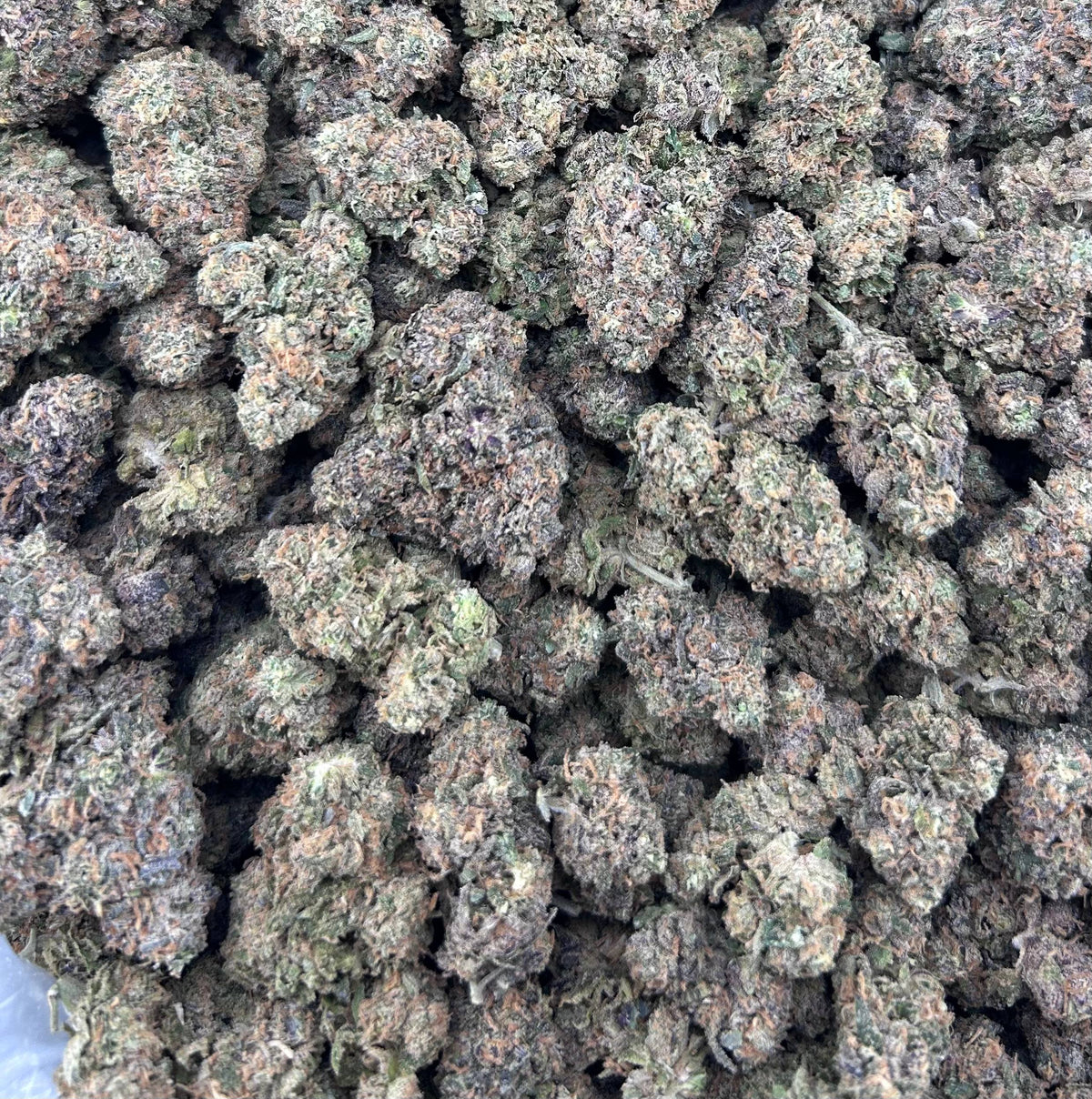 ORANGE SHERBERT #ZUP4567