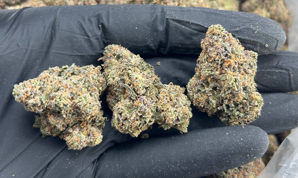 ORANGE SHERBERT #ZUP4567
