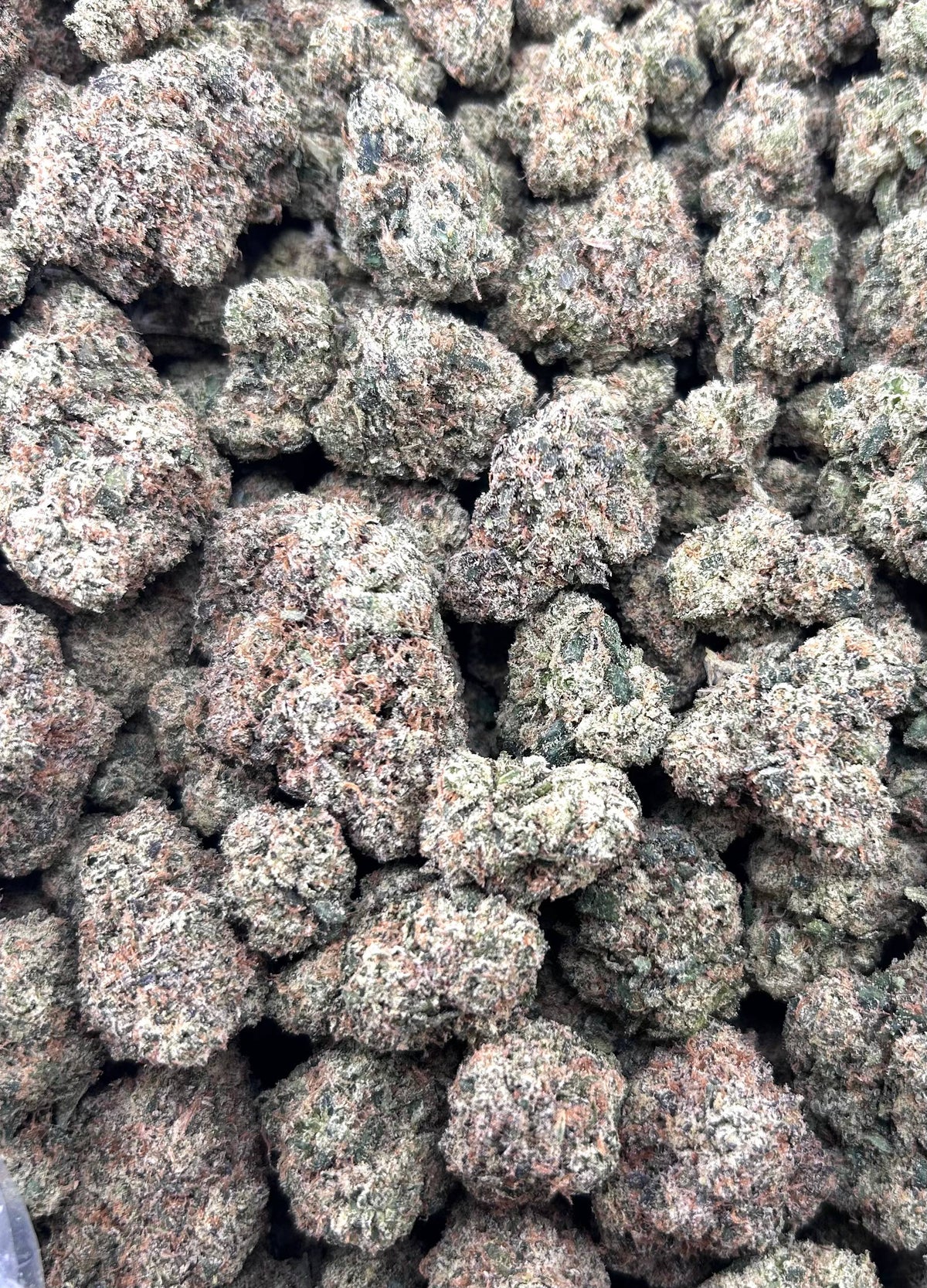 YELLOW SKITTLEZ #ZUP4614