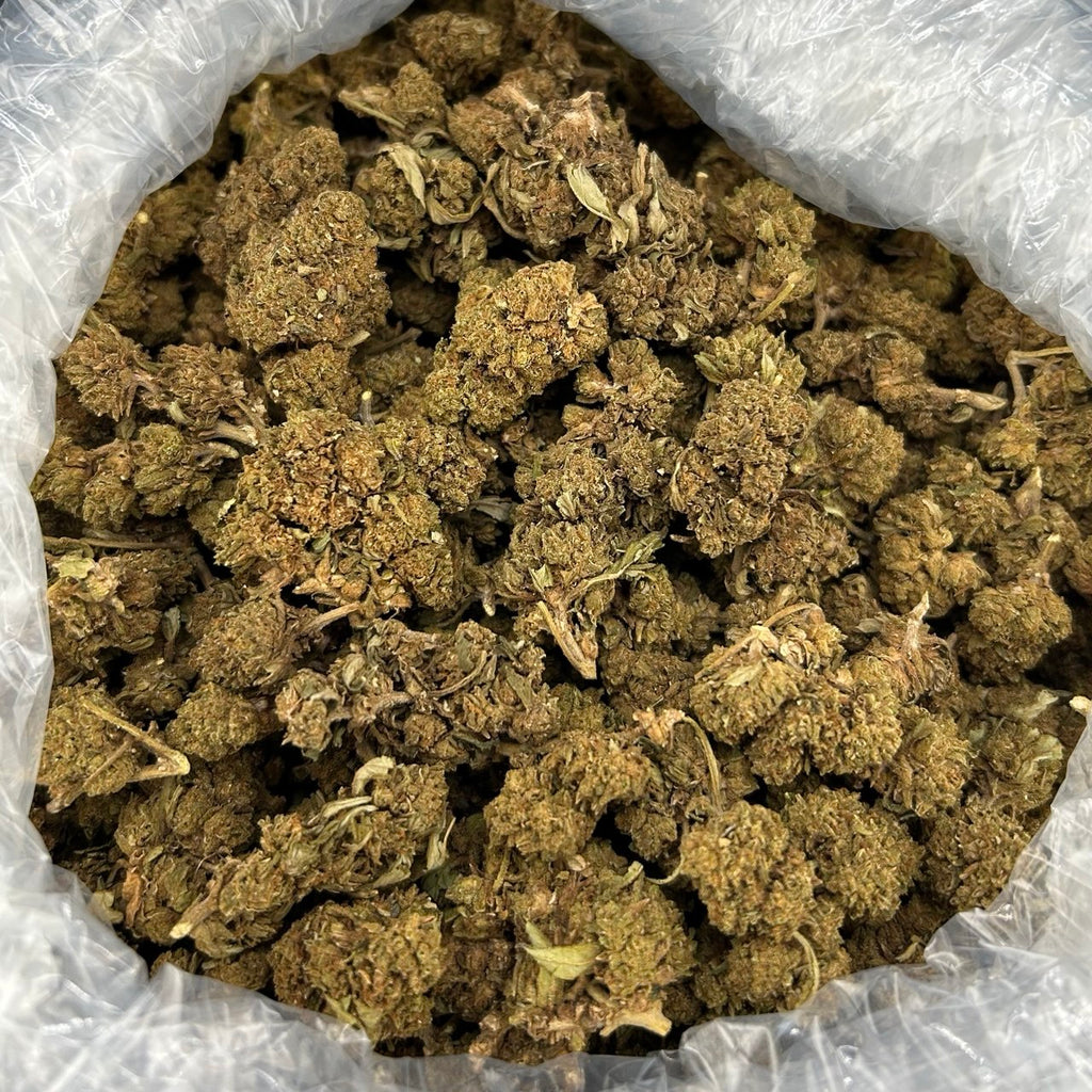 Gascotti ZUP#4173
