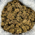 Gascotti ZUP#4173