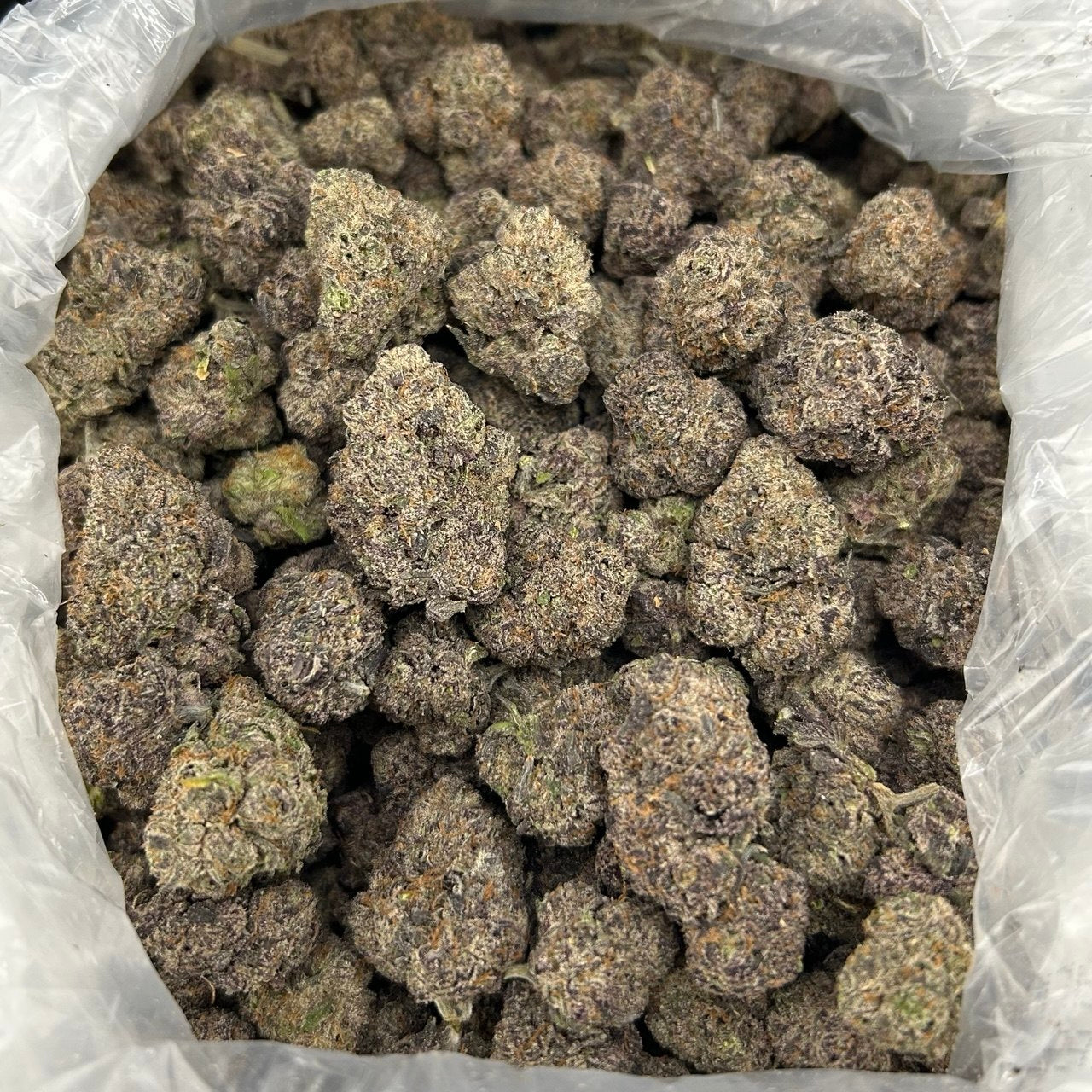 Bubblegum Zaza ZUP#4195