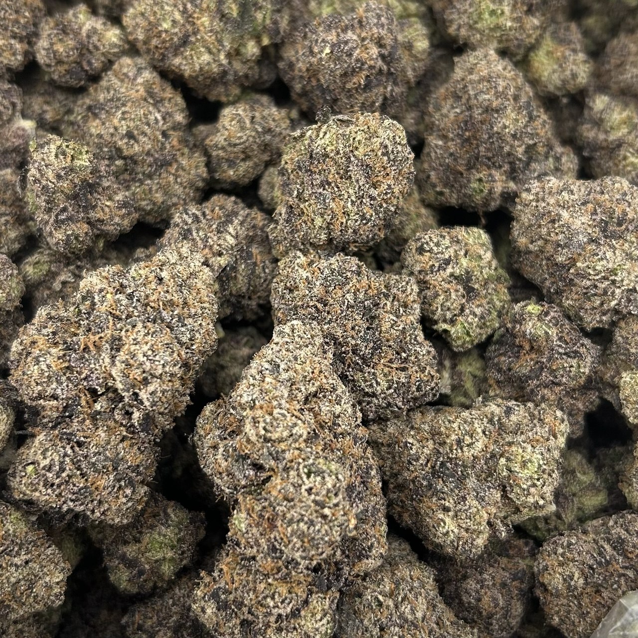 Cotton Candy (TERPED FLOWER) ZUP#4199