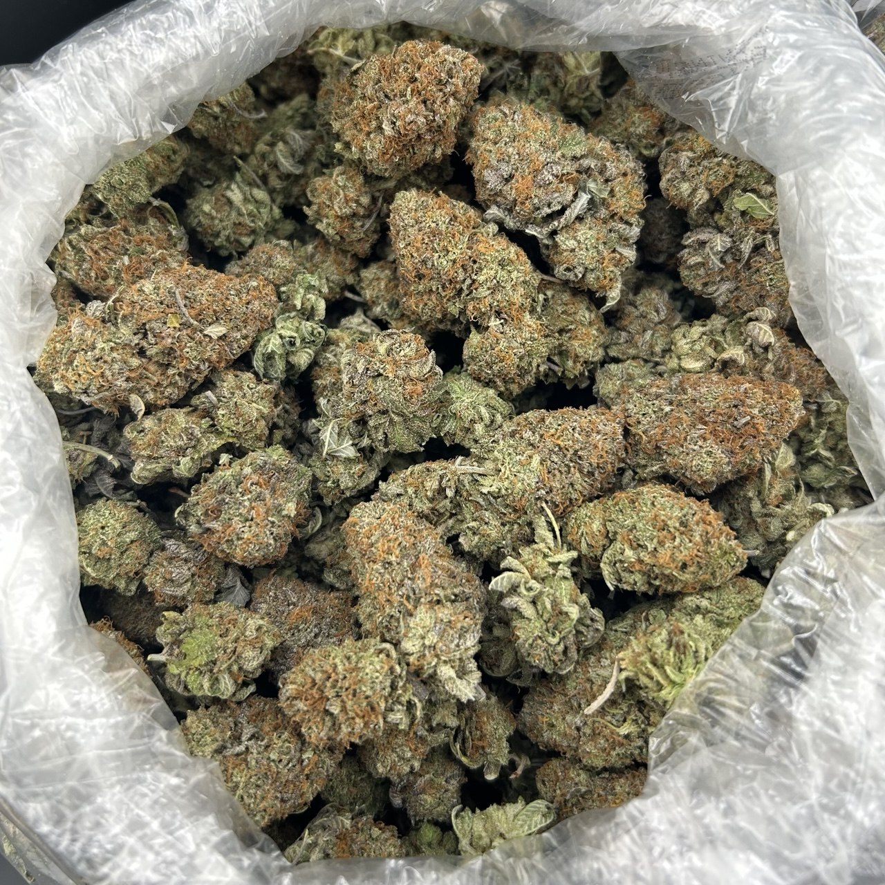 Platinum Biscotti ZUP#4216