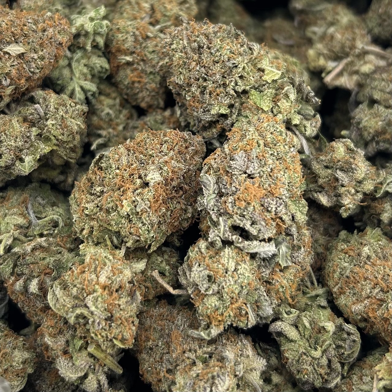Platinum Biscotti ZUP#4216