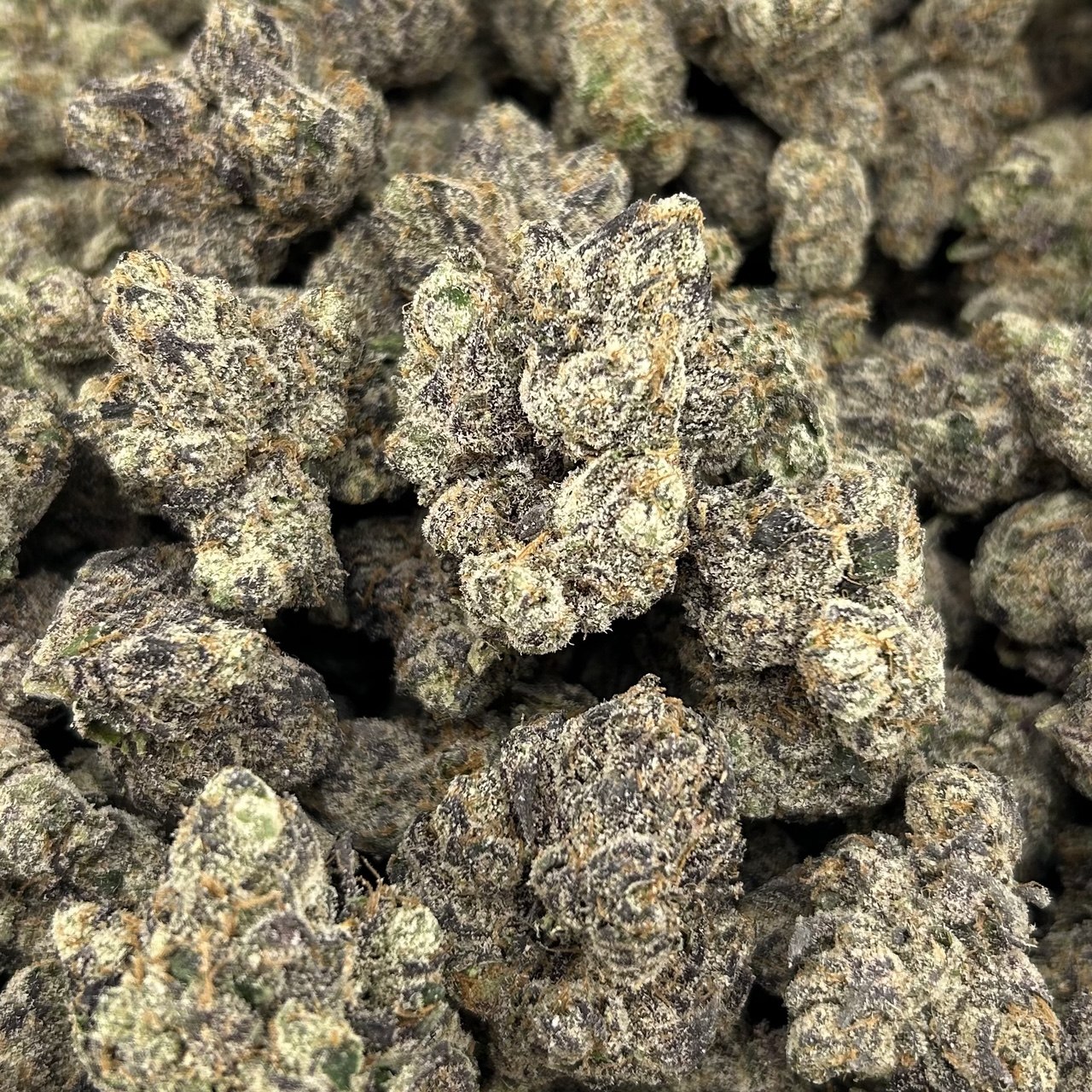 Gummy Bear Madness ZUP#4240