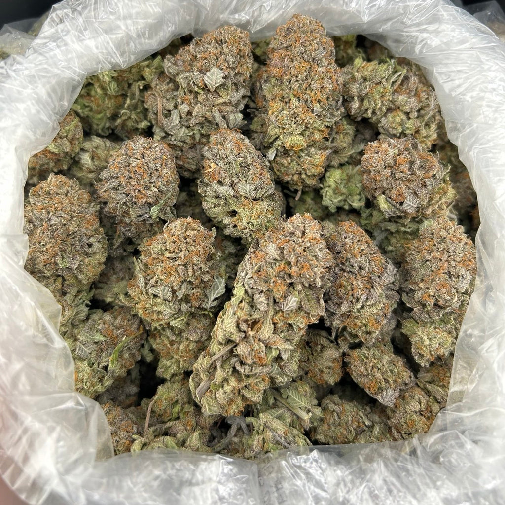 Platinum Temple ZUP#4248