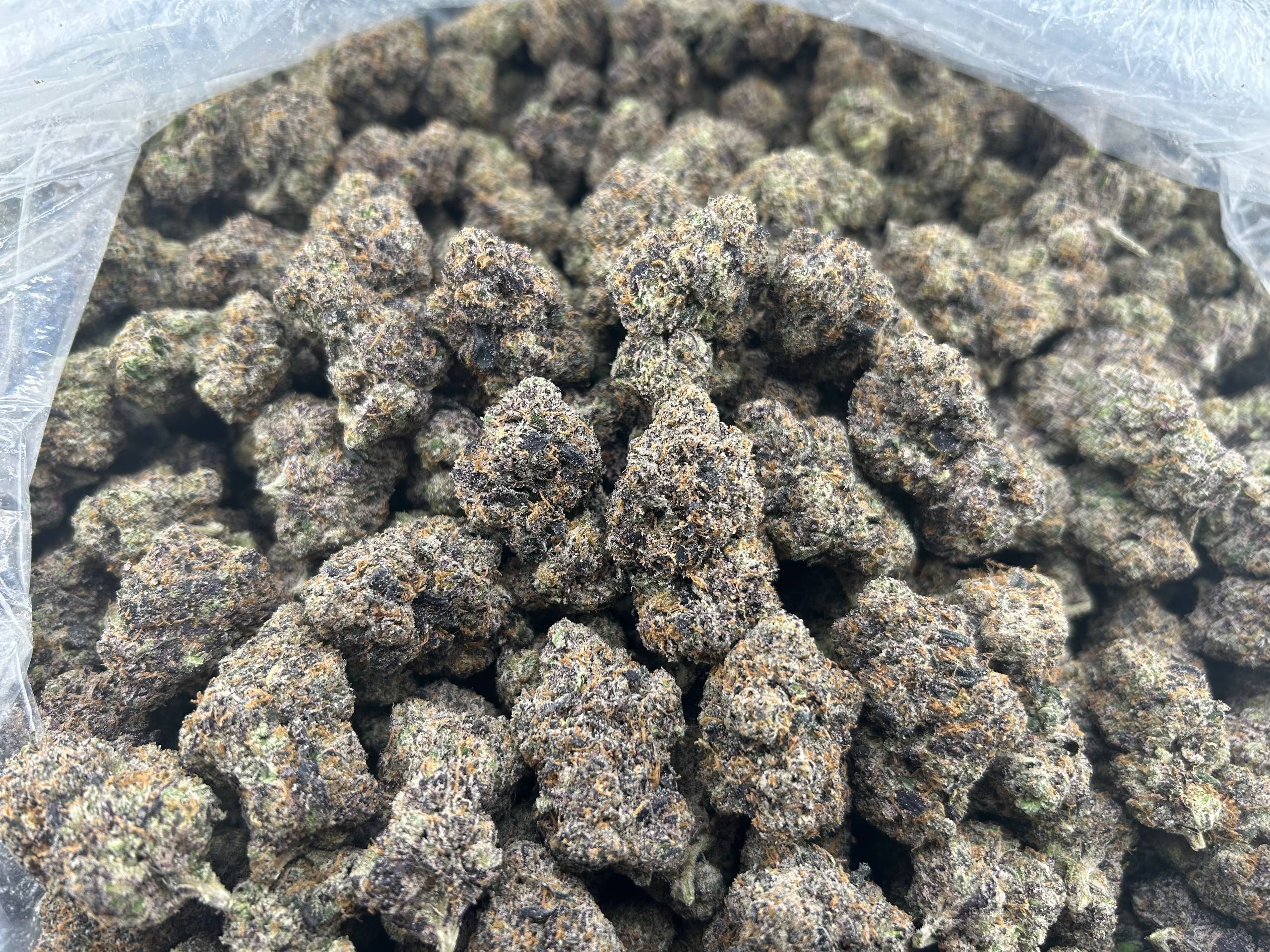 JELLY BEAN GUMMIEZ ZUP#4391