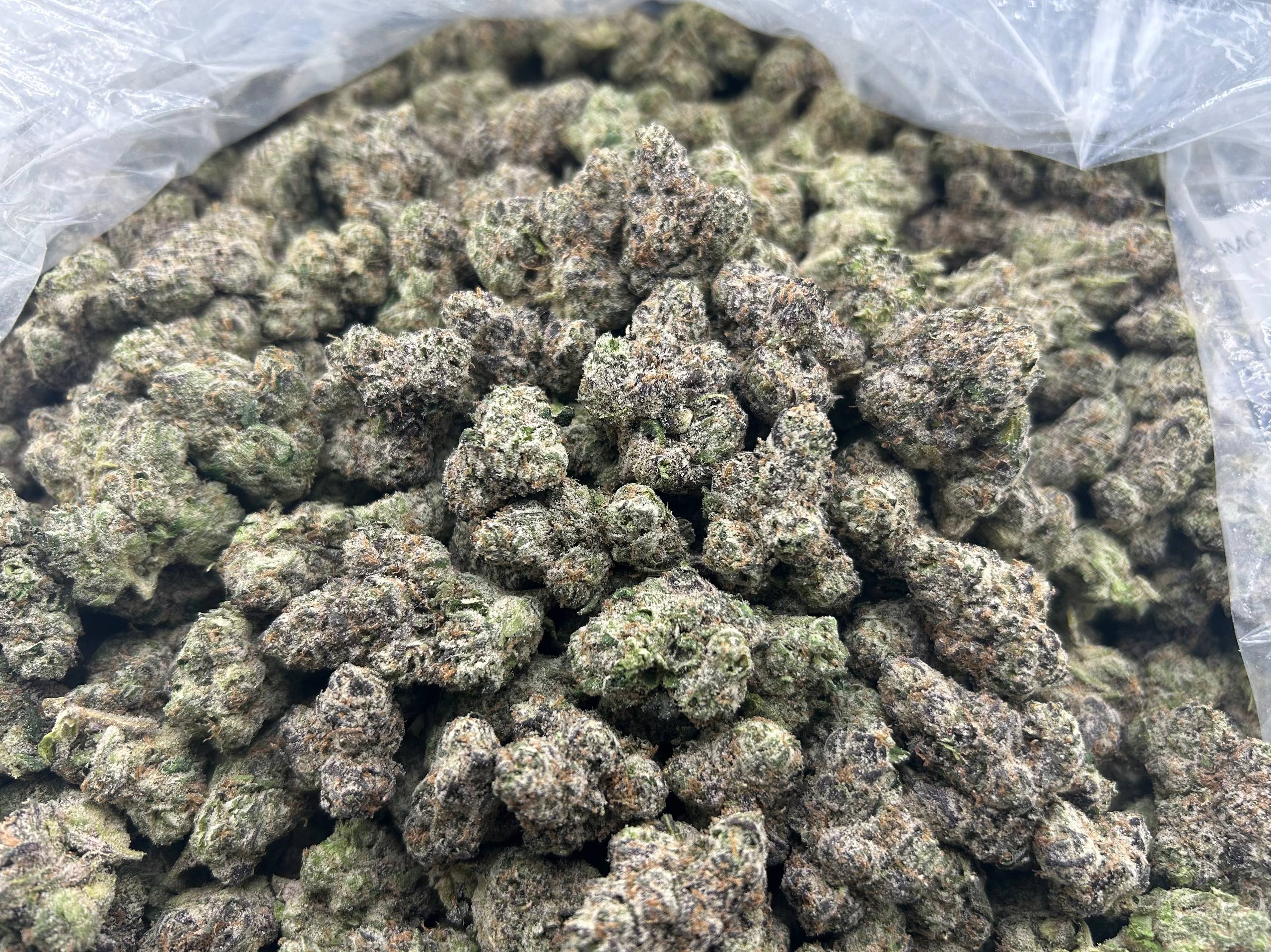 BLUE CHERRY RUNTZ ZUP#4392
