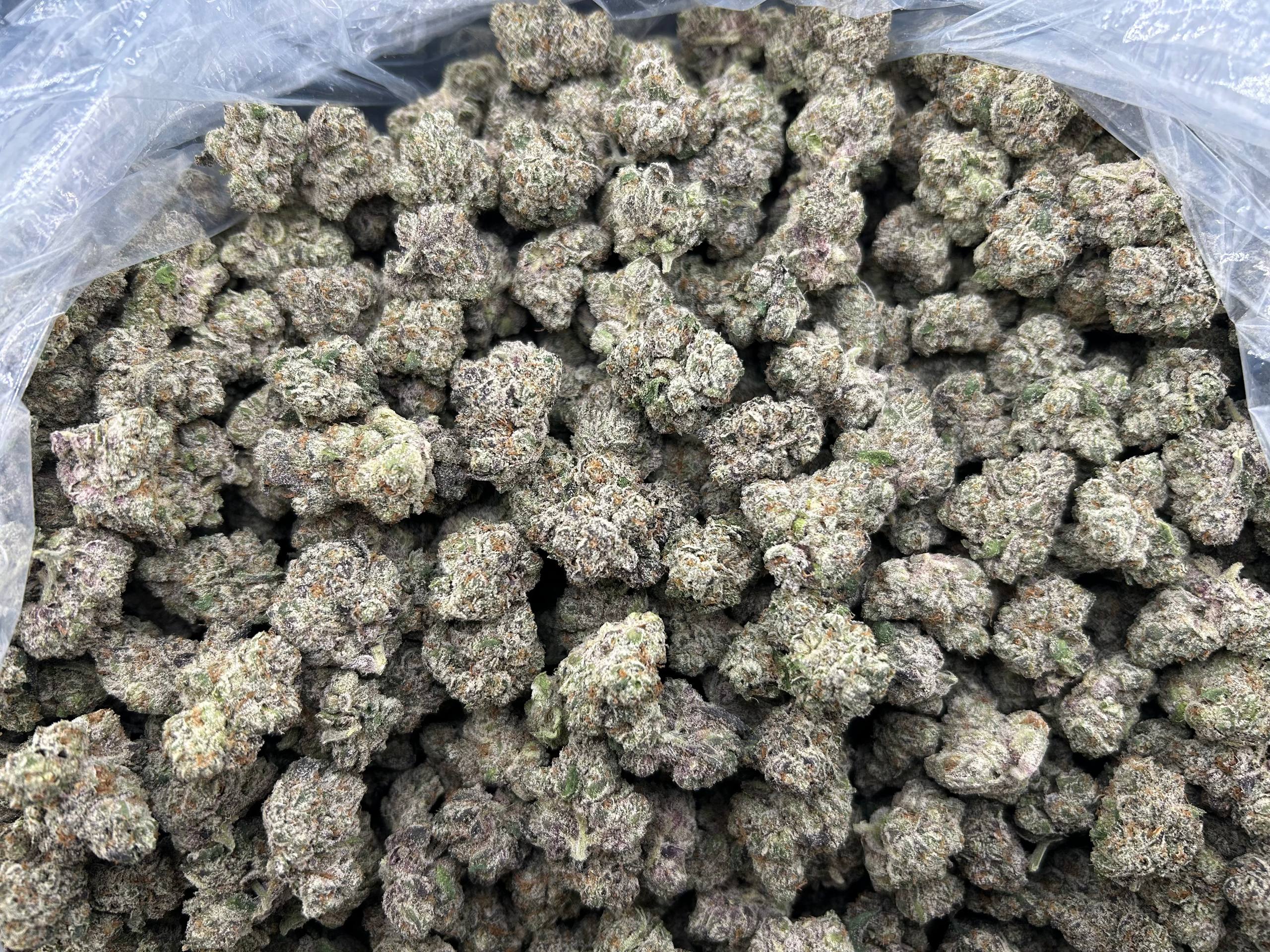 LEMON HEADZ ZUP#4406