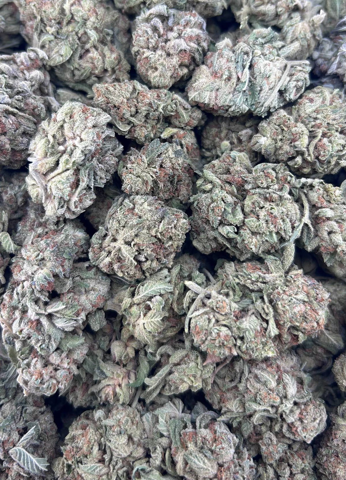 MOONLIT GELATO ZUP#4417