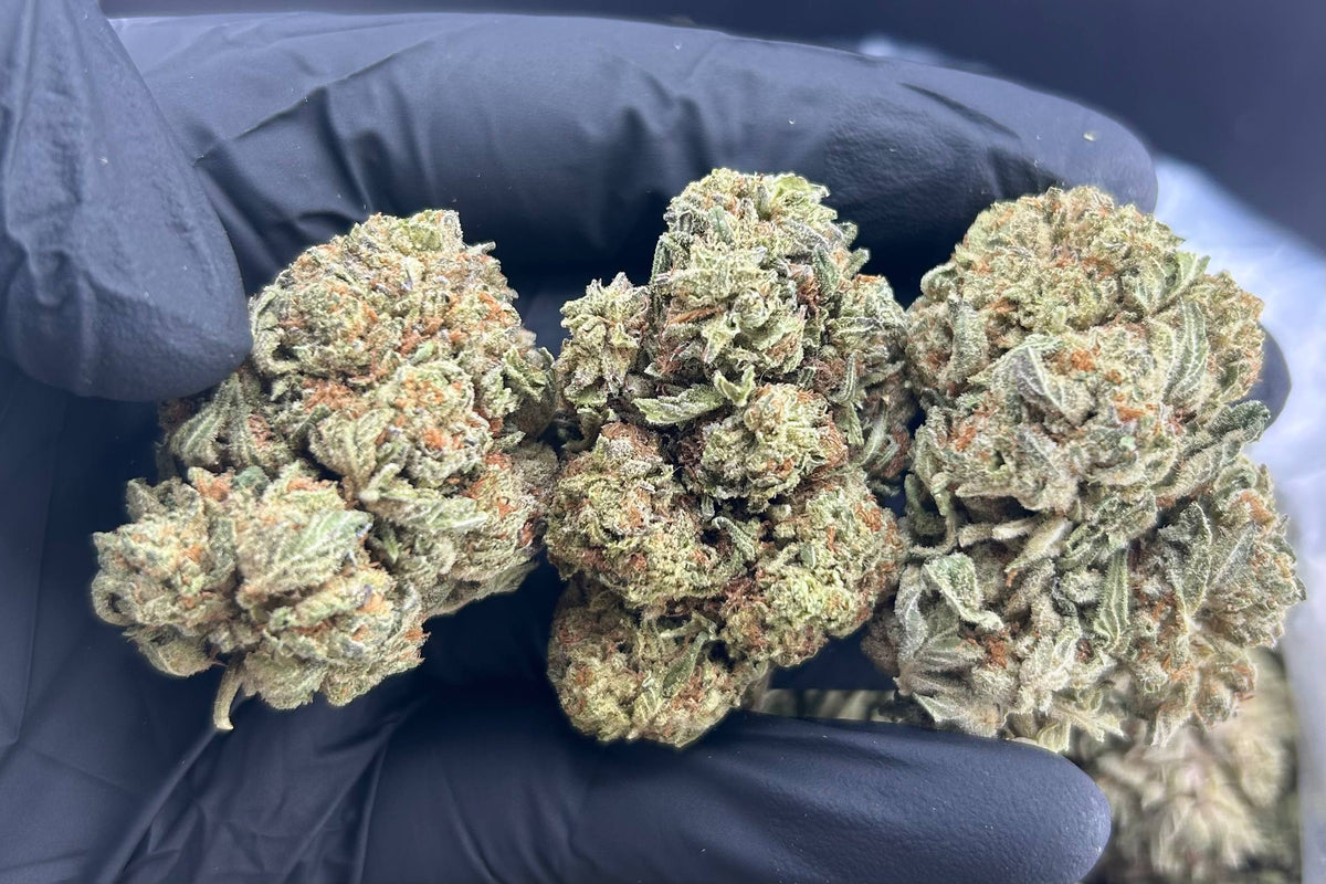 MOONLIT GELATO ZUP#4417