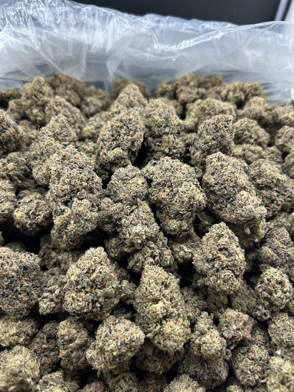 POLAR GELATO ZUP#4429