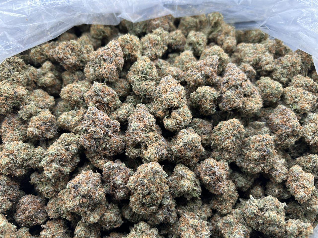 CITRUS SUNRISE ZUP#4435