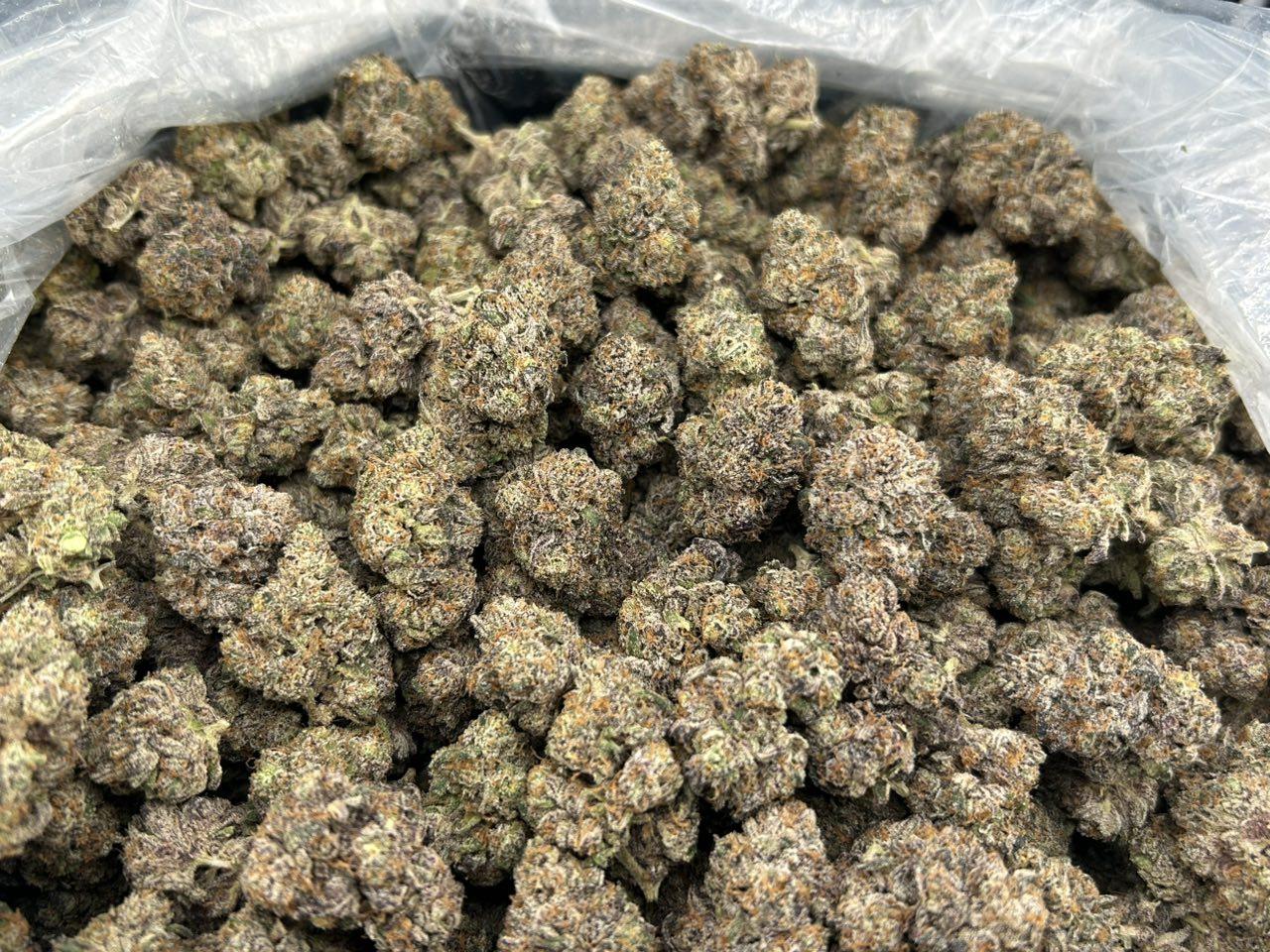 FUEGO GUMMIEZ ZUP#4437
