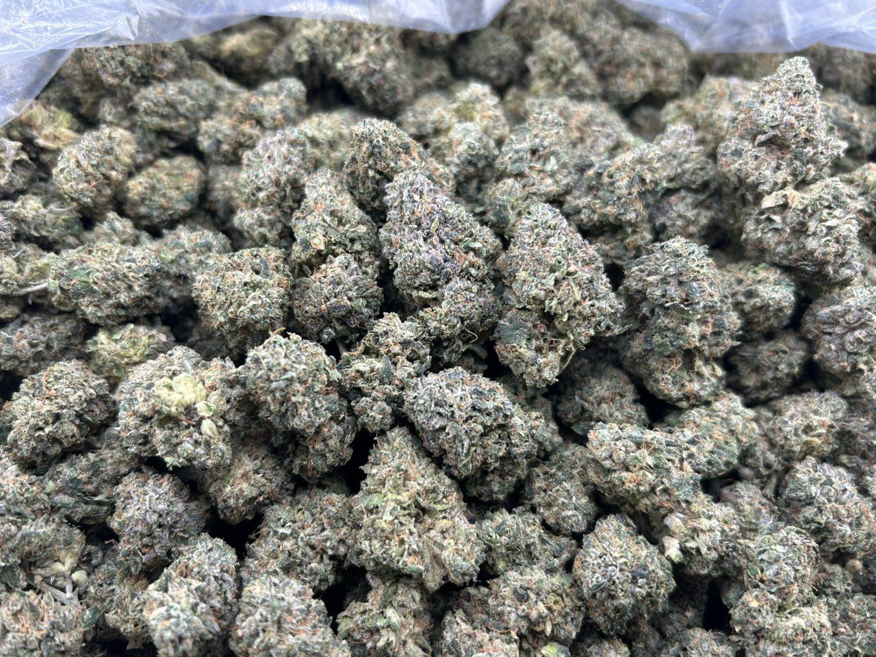 SUGAR RUSH RUNTZ ZUP#4442