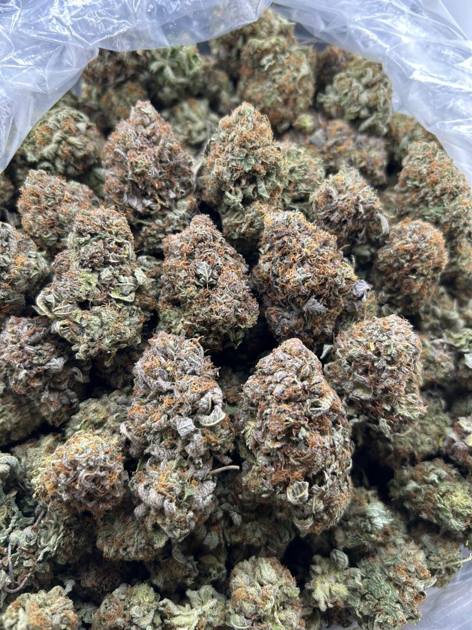 PLATINUM ROYALE ZUP#4453