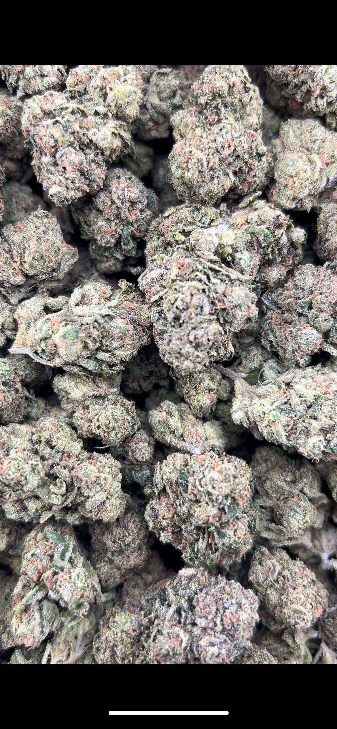 GELATO 41 #4497