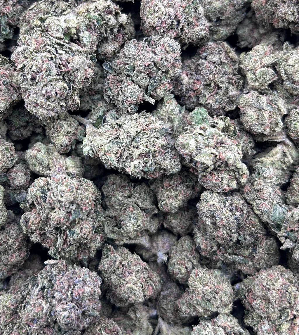 GELATO 41 #4497