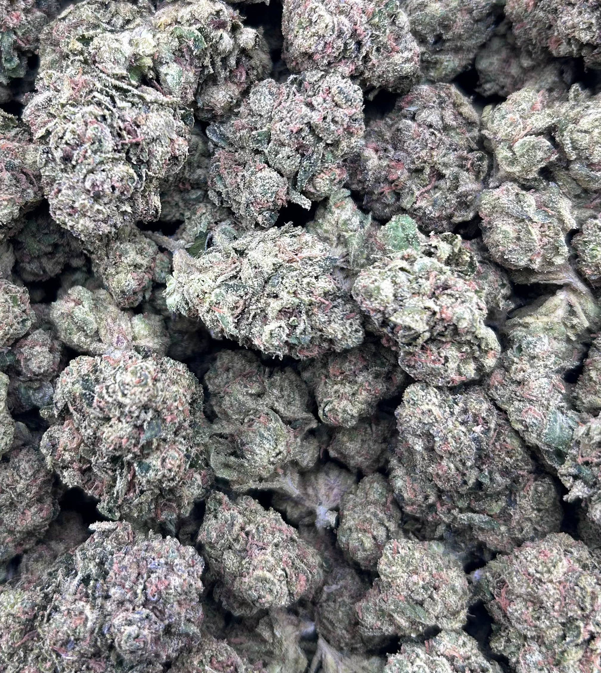 GELATO 41 #4497