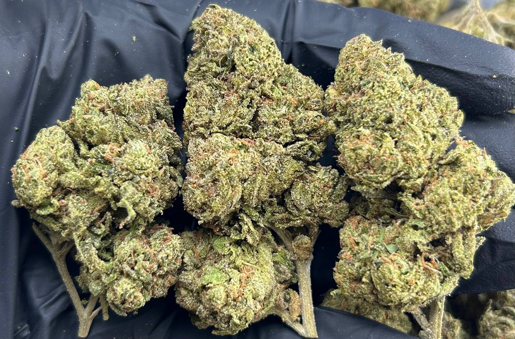 GELATO 41 #4497