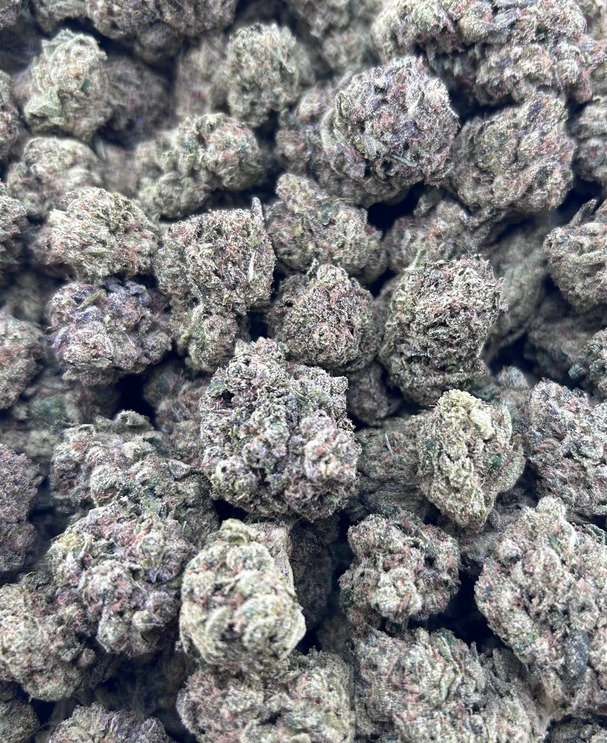 BLUEBERRY BOMBPOP ZUP#4514