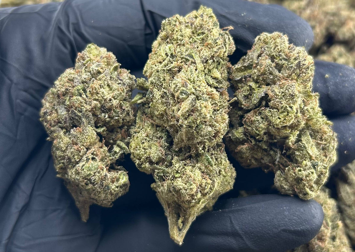 BLUEBERRY BOMBPOP ZUP#4514