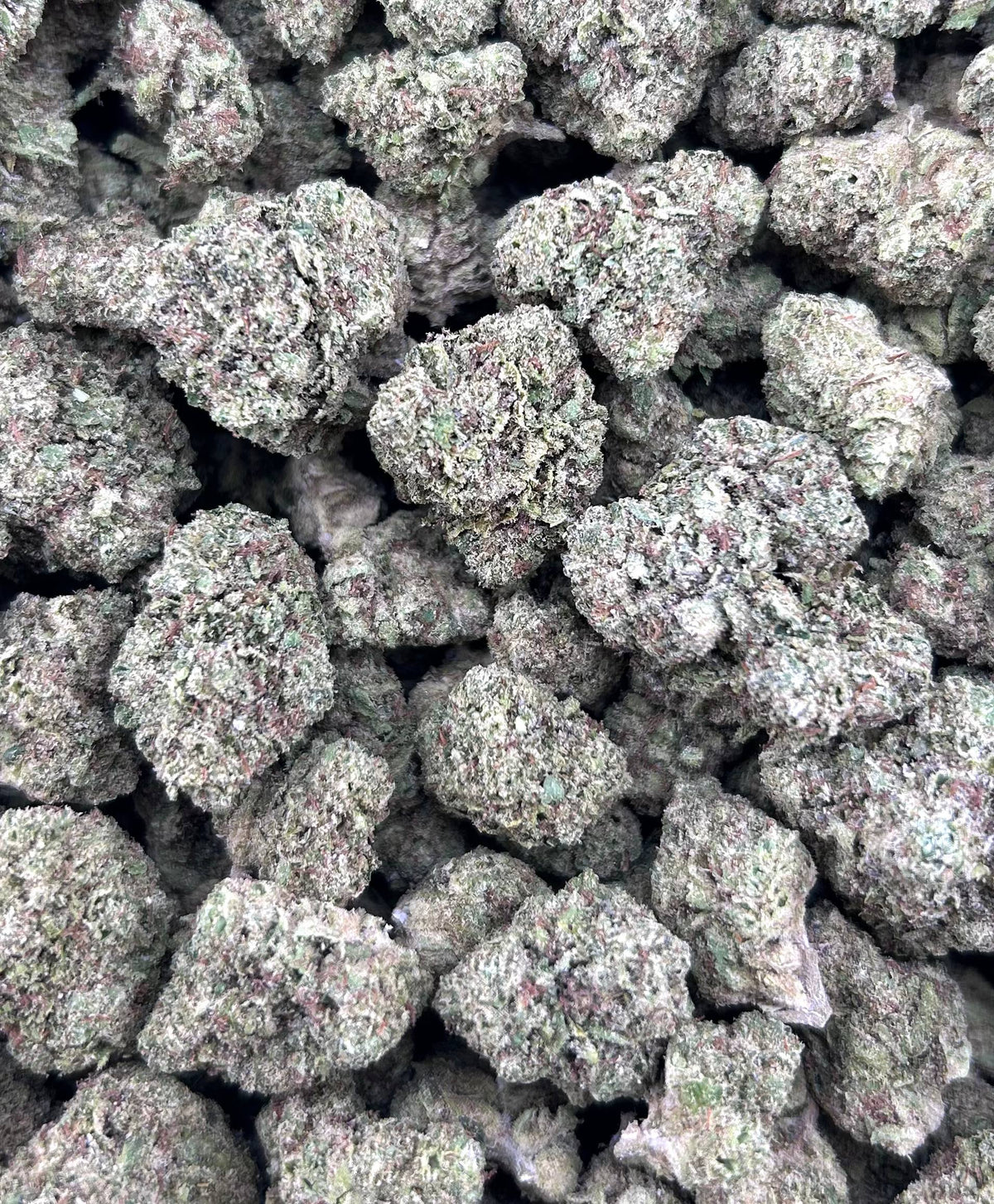 RAINBOW GUMMIEZ ZUP#4521