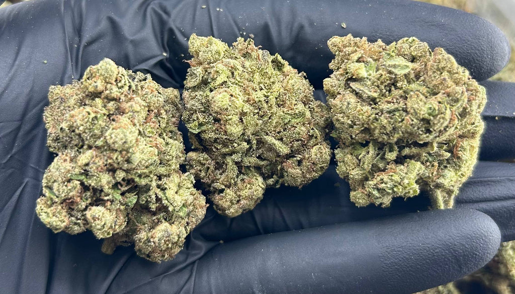 FROZEN BLUEBERRIEZ ZUP#4537