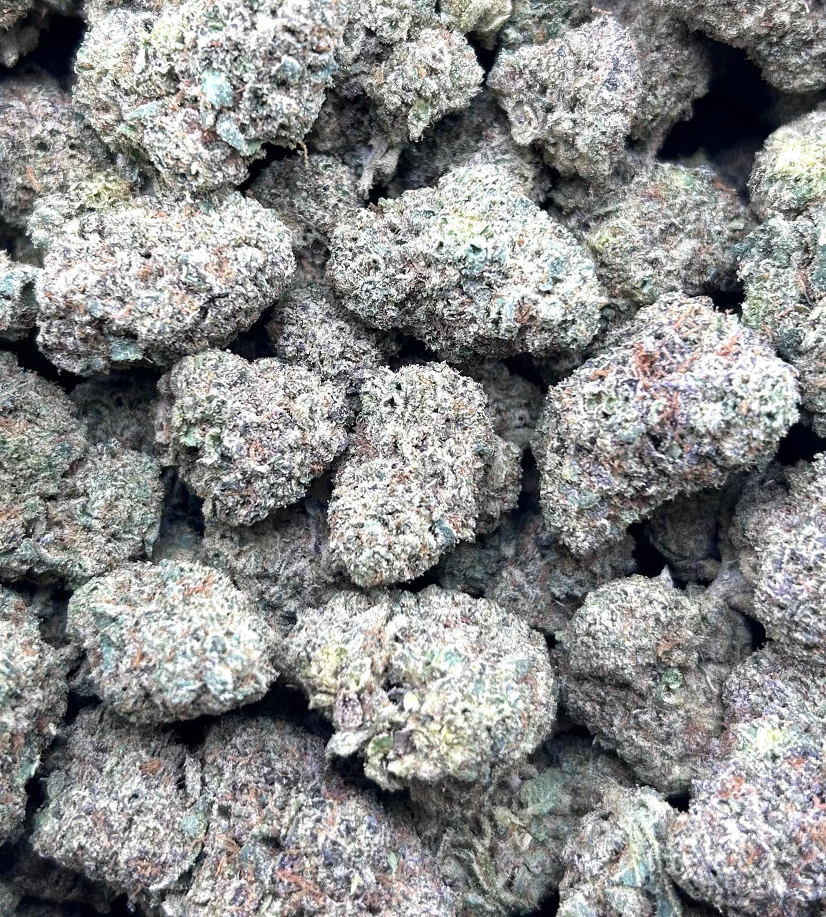 HELLCAT GELATO ZUP#4554