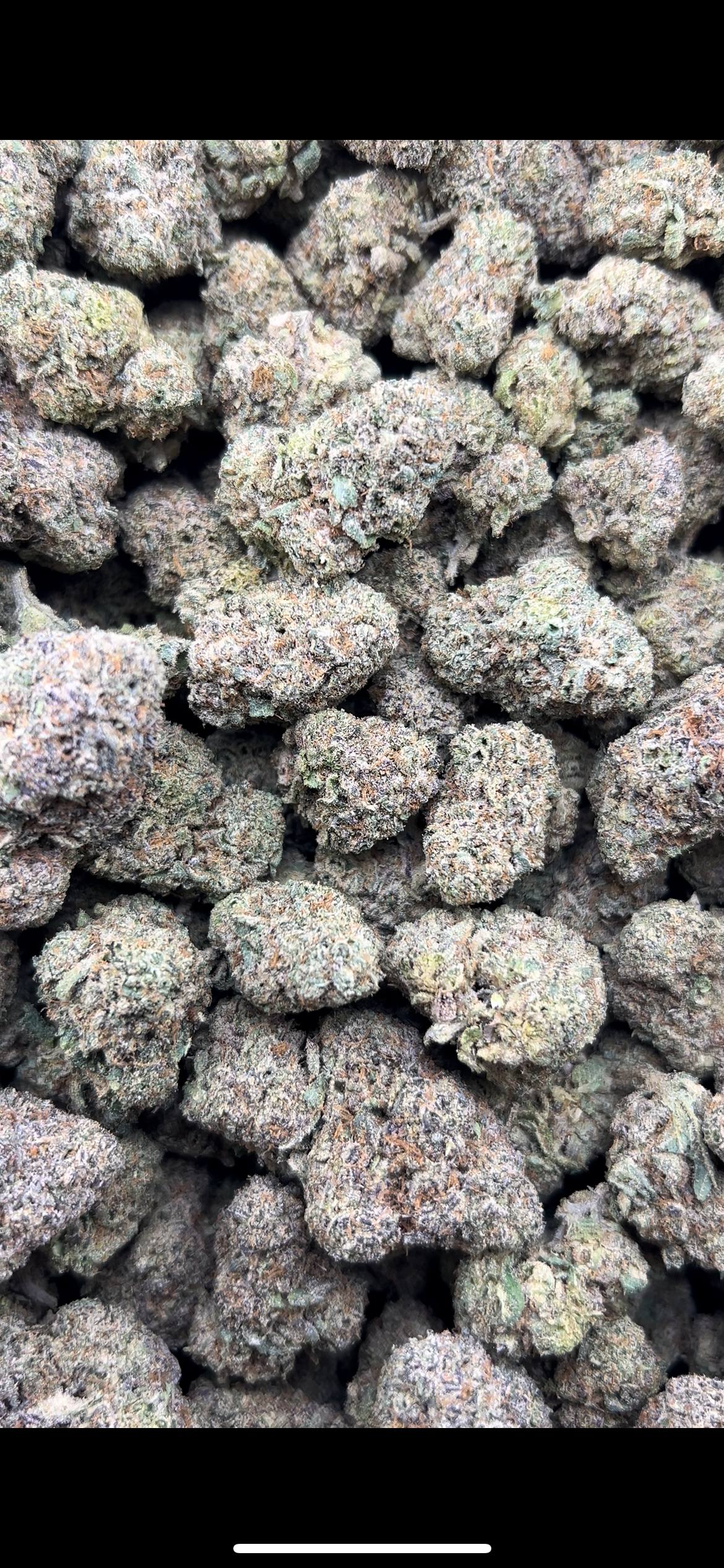HELLCAT GELATO ZUP#4554