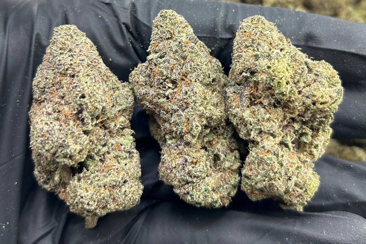 HELLCAT GELATO ZUP#4554
