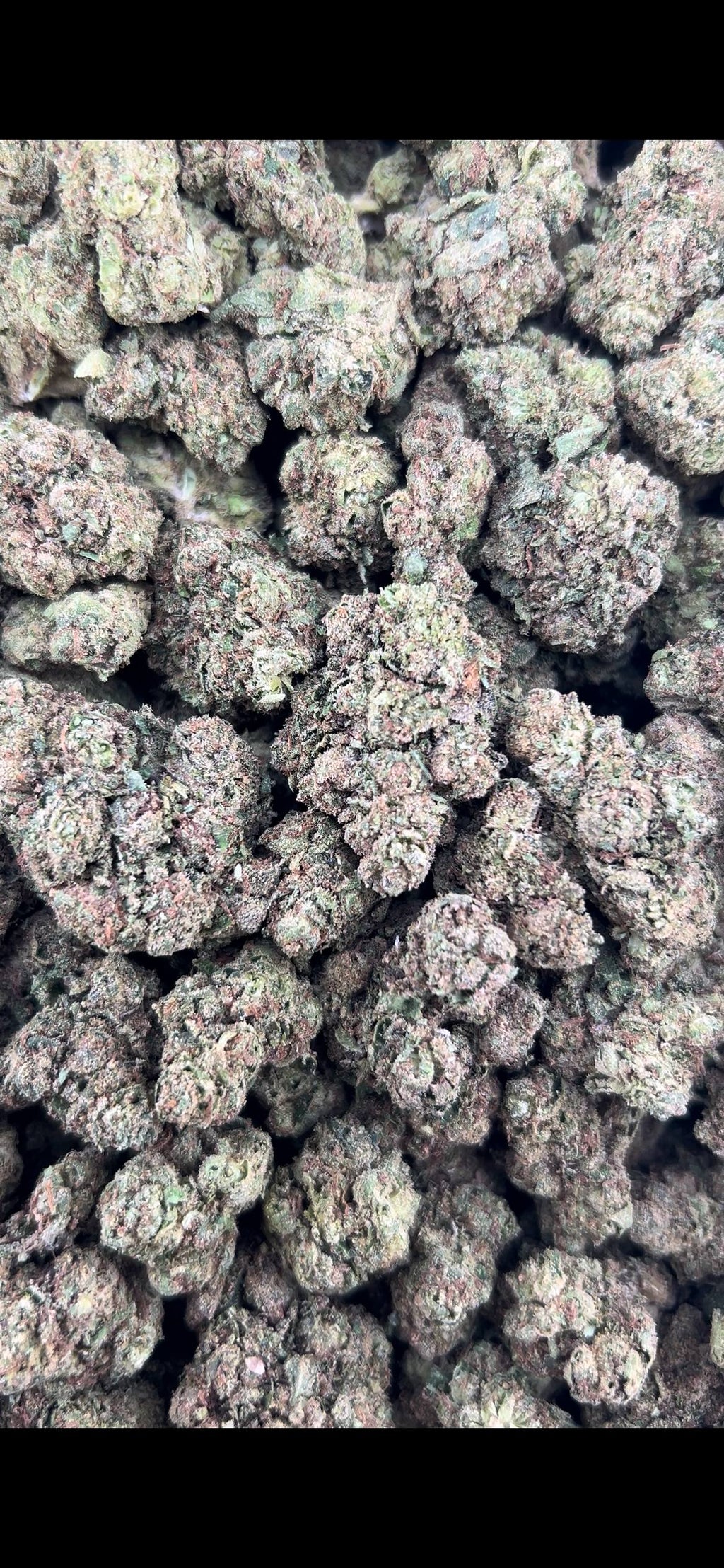 WHITE NERD GELATO ZUP#4559