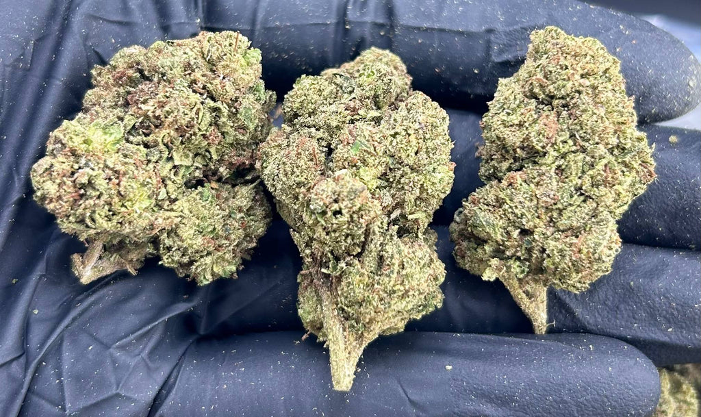 WHITE NERD GELATO ZUP#4559