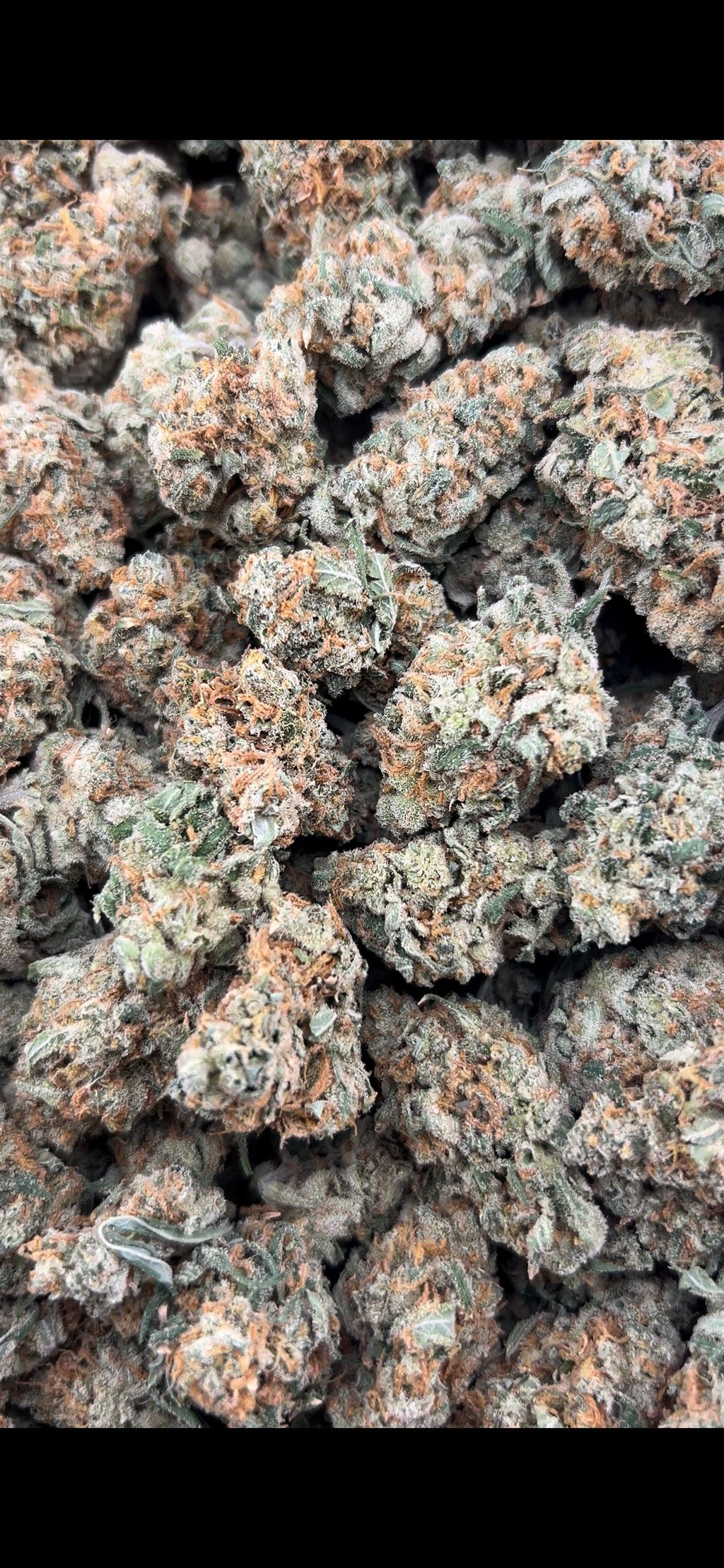 ORANGE CREAMSICLE #ZUP4582