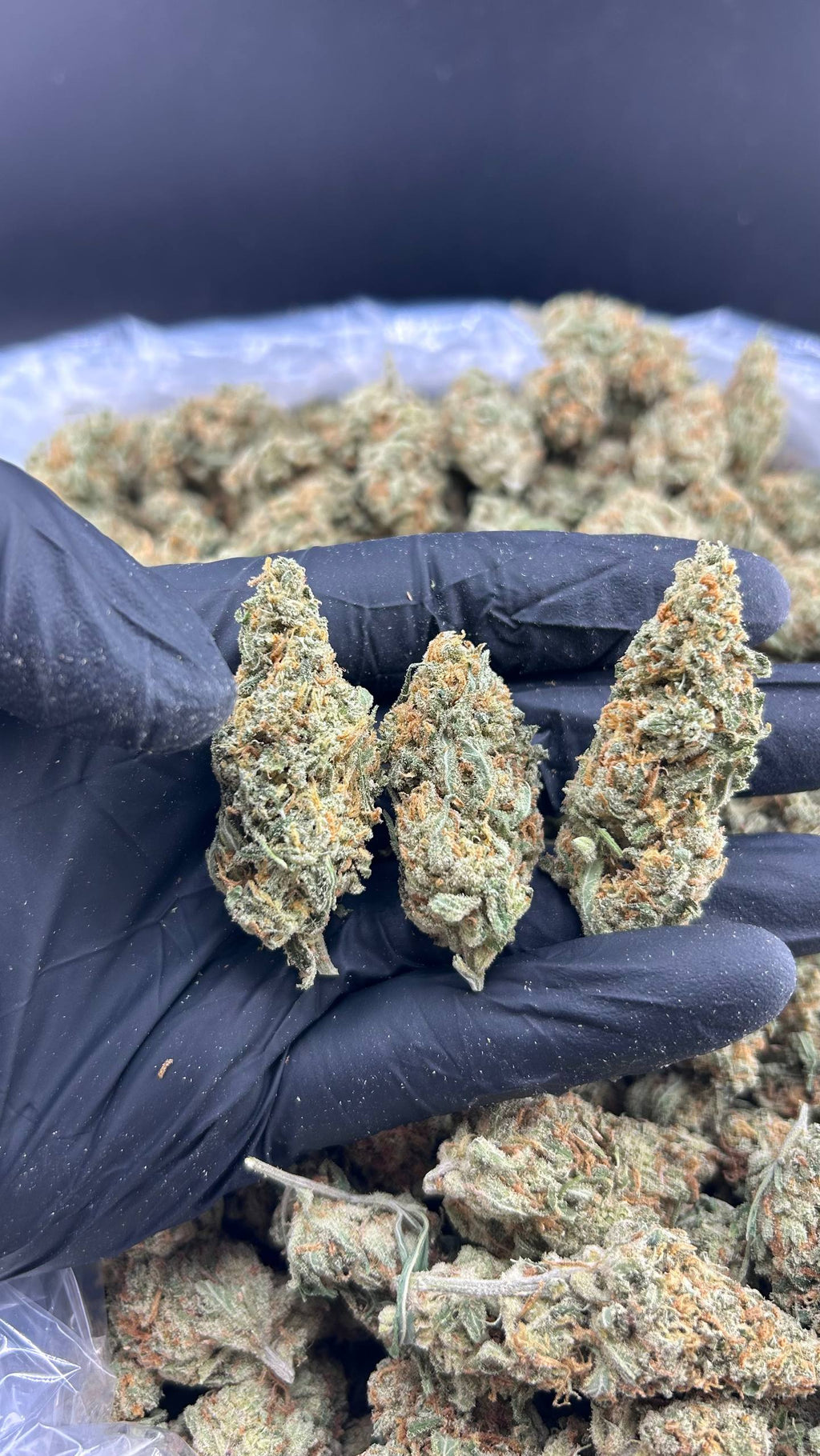 ZOUR LEMON CANDY #ZUP4576