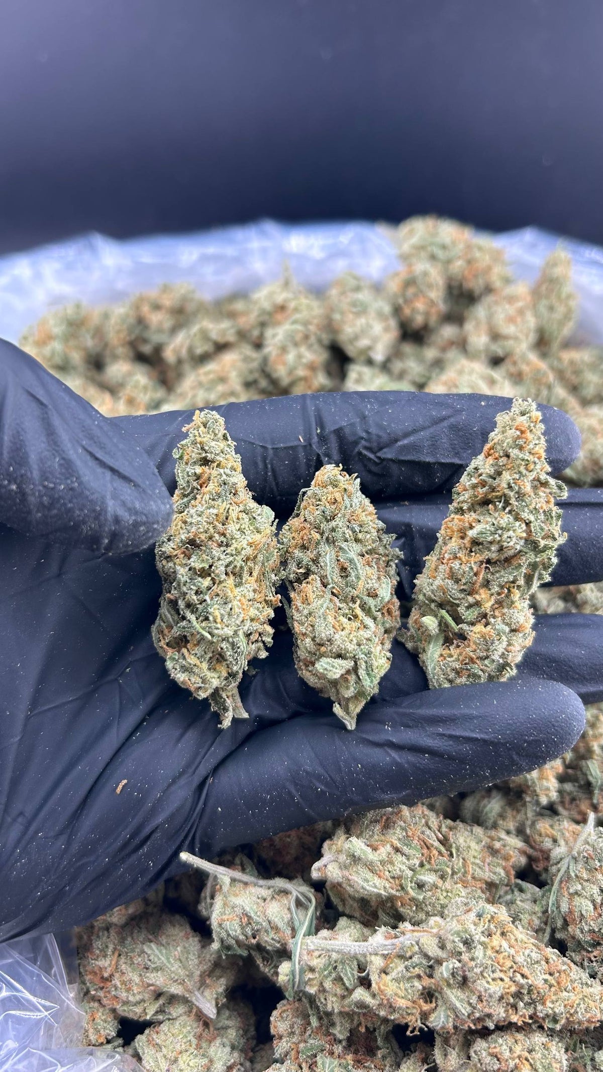 ZOUR LEMON CANDY #ZUP4576