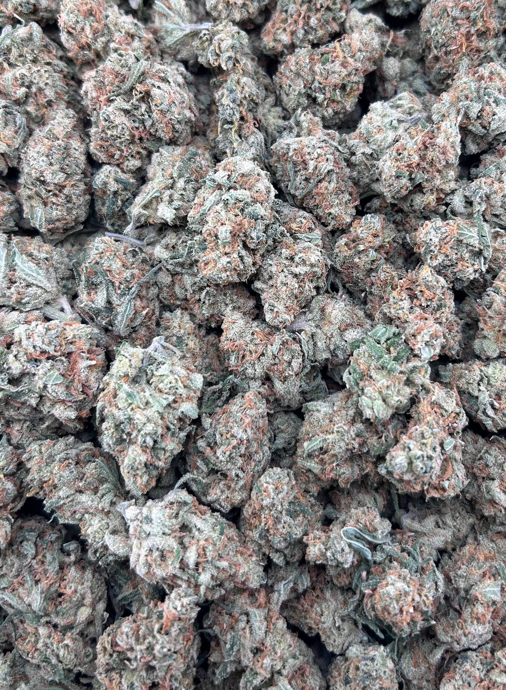 ORANGE CREAMSICLE #ZUP4582