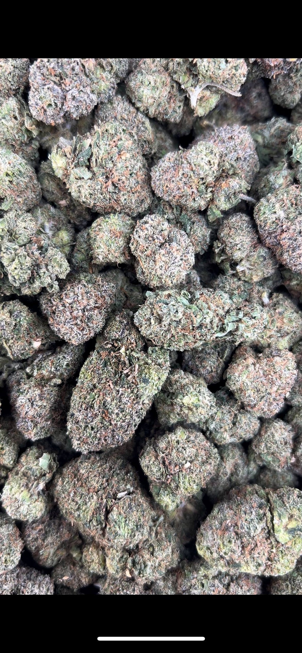 ZOUR TARTS #ZUP4612