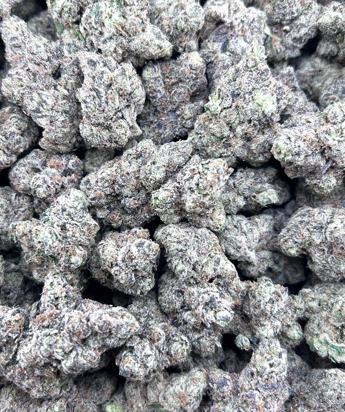 CANDY VELVET #ZUP4703