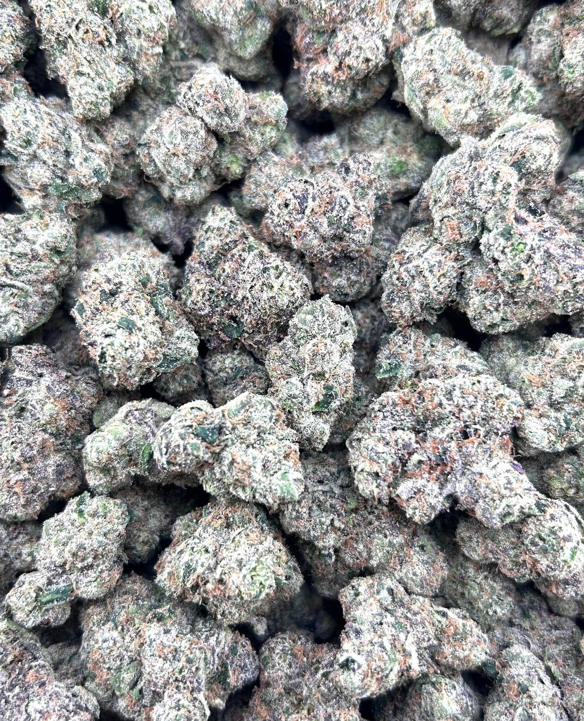 GELATO FROST #ZUP4702