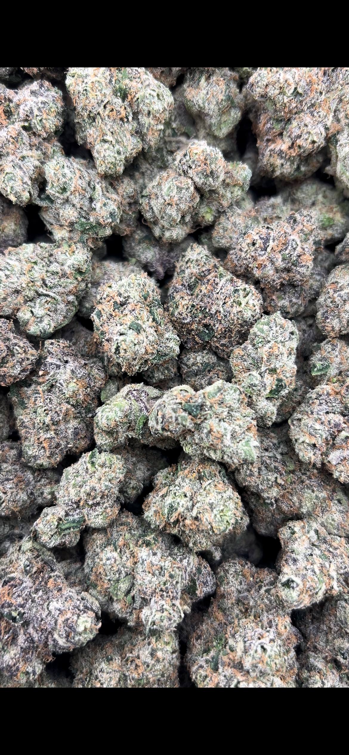 GELATO FROST #ZUP4702