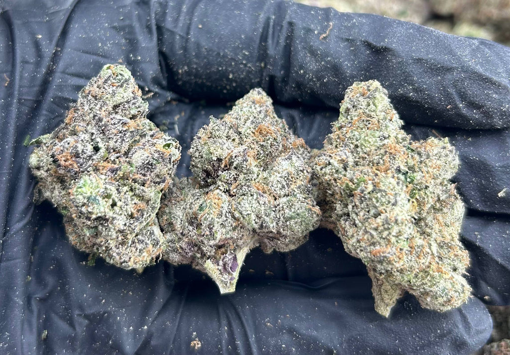 GELATO FROST #ZUP4702