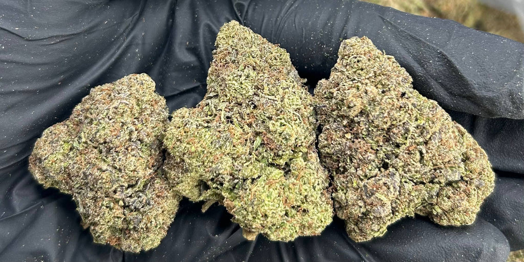 BLUEBERRY JELLY #ZUP4638