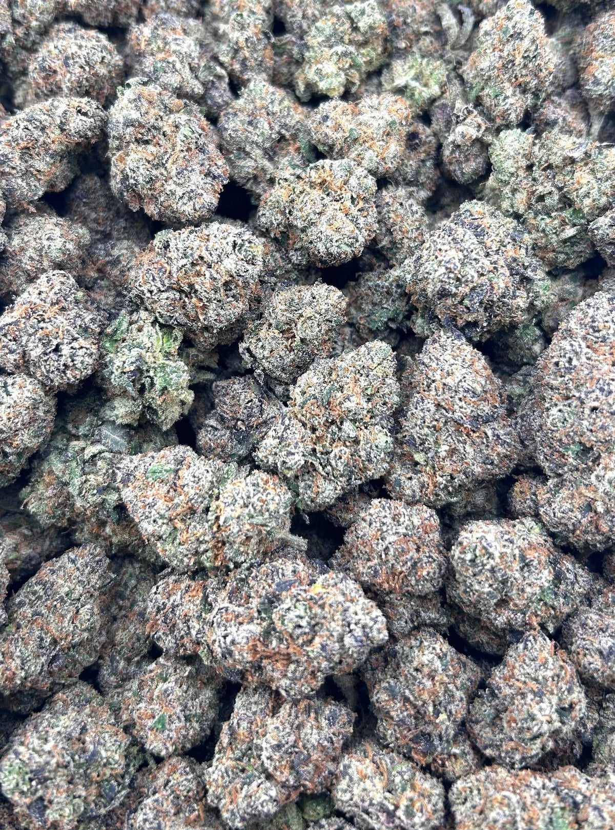 COSMIC CANDY #ZUP4661