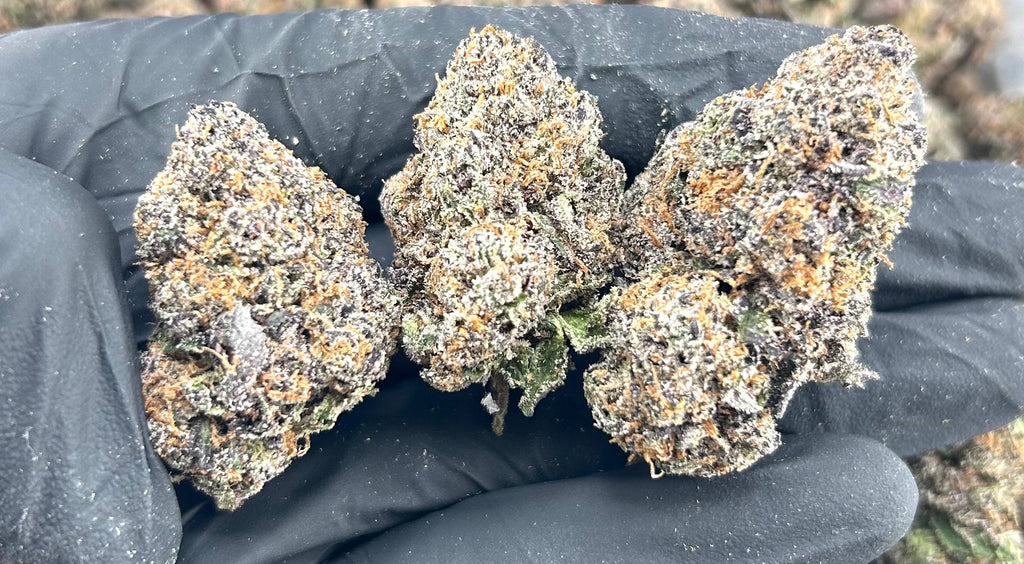GLACIER CANDY #ZUP4662