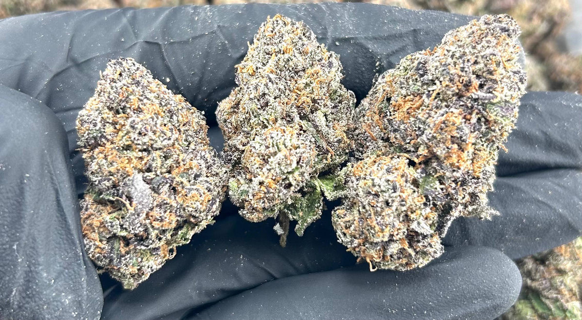 GLACIER CANDY #ZUP4662