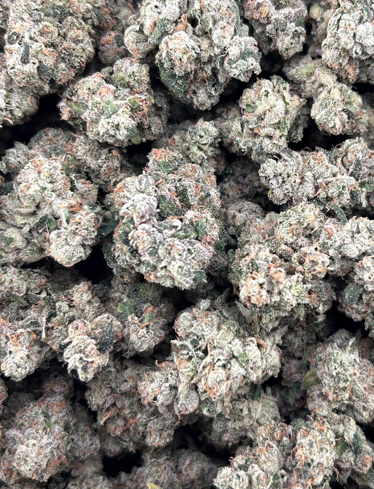 TOPANGA CANYON OG #ZUP4681