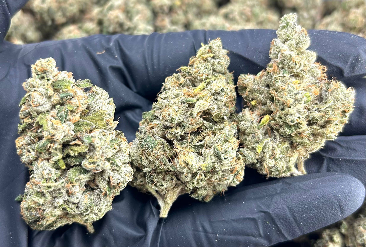 TOPANGA CANYON OG #ZUP4681