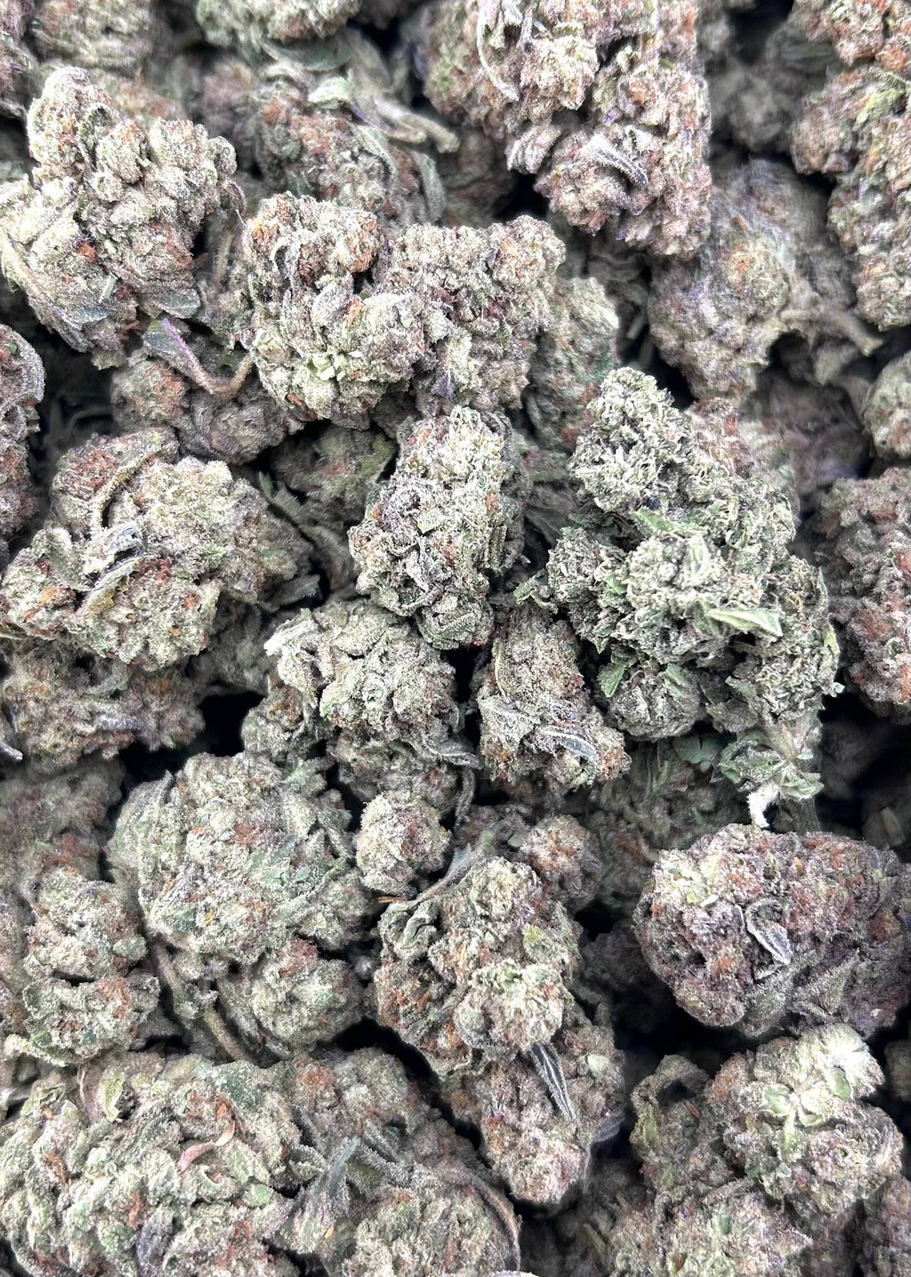 FORBIDDEN FRUIT #ZUP4683